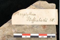 Foto (Detailansicht) von Pterophyllum dieffenbachii Ettingshausen (NHMW-GEO-2024-0188-10342)